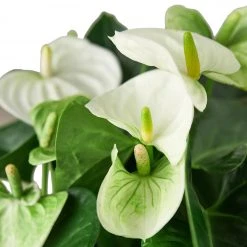 House Plant Dropship Anthurium 'White'