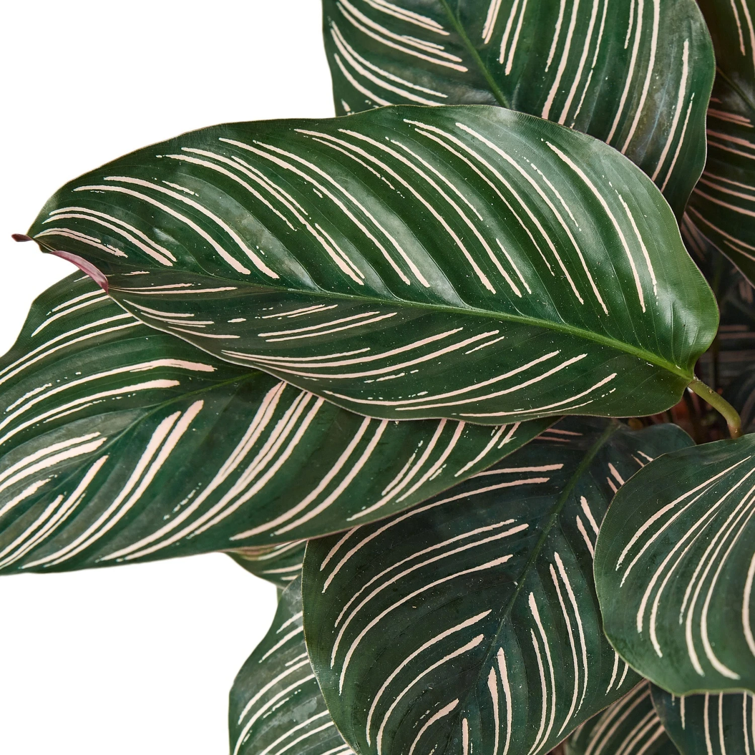 House Plant Dropship Calathea Ornata Live Plants 4 House Plant Dropship Calathea Ornata Live Plants