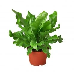 House Plant Dropship Live Plants Bird's Nest Nidus Fern