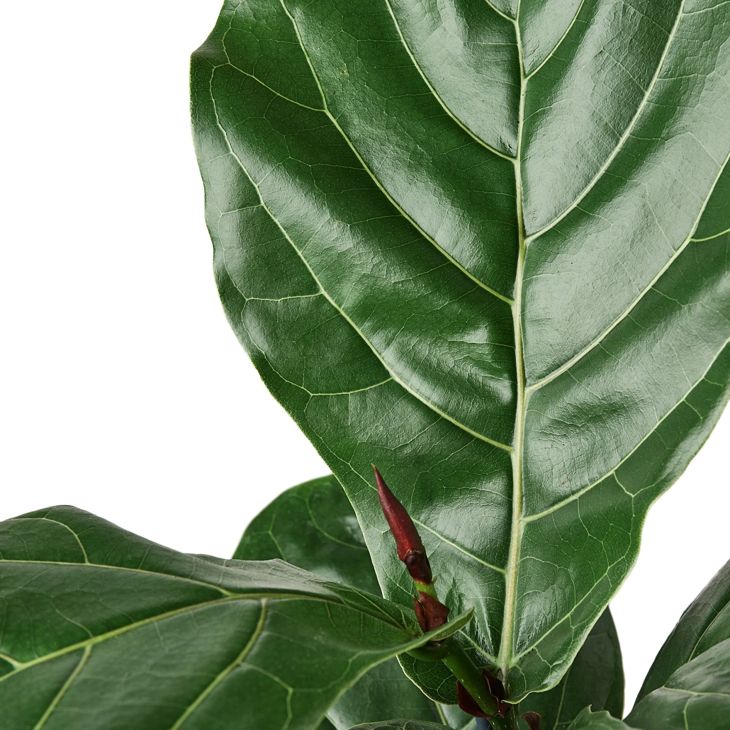 House Plant Dropship Fiddle Leaf Fig 4 House Plant Dropship Fiddle Leaf Fig