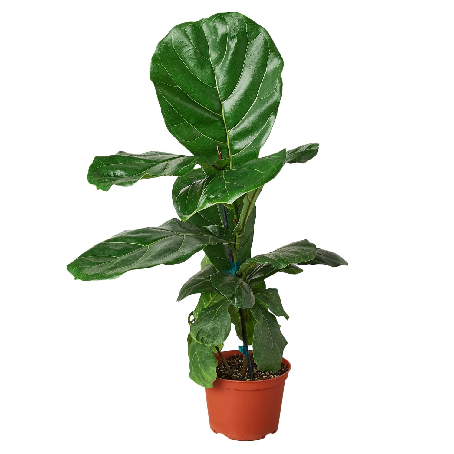 House Plant Dropship Fiddle Leaf Fig 3 House Plant Dropship Fiddle Leaf Fig