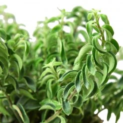 House Plant Dropship Curly Lipstick Plant