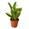House Plant Dropship Gold Dust Croton 2 House Plant Dropship Gold Dust Croton
