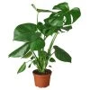 House Plant Dropship Philodendron Monstera Split-Leaf