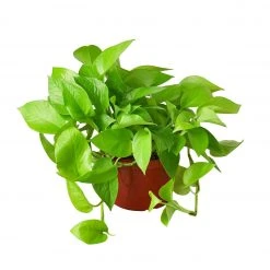 House Plant Dropship New Pothos 'Neon'