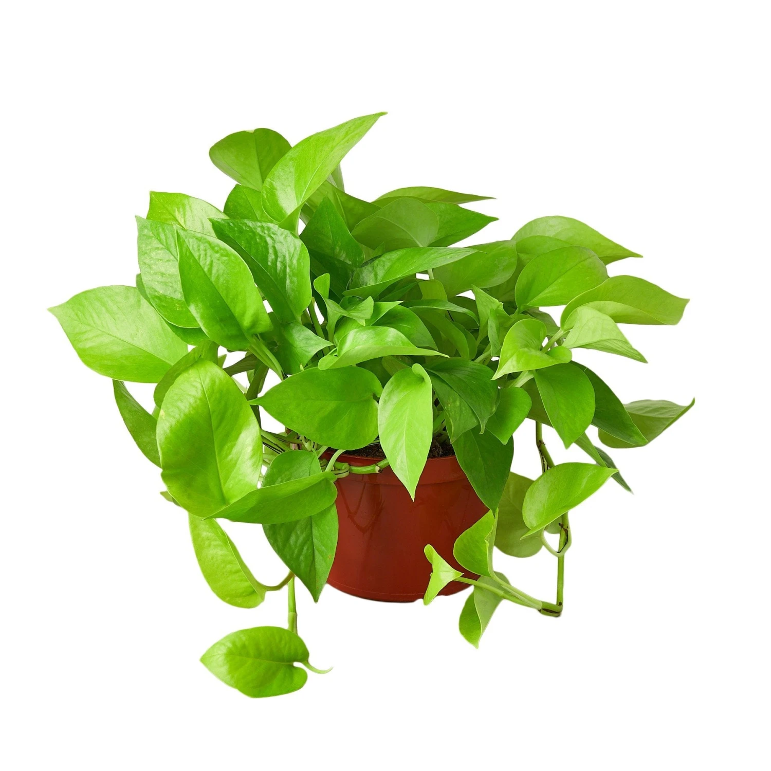 House Plant Dropship New Pothos 'Neon' 4 House Plant Dropship New Pothos 'Neon'