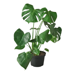 House Plant Dropship Philodendron Monstera Split-Leaf