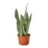 House Plant Dropship Snake Plant Moonshine Live Plants