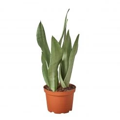 House Plant Dropship Snake Plant Moonshine Live Plants
