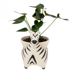 Jungalow® Zebra Savannah Garden Pot By Justina Blakeney™ 15 Jungalow® Zebra Savannah Garden Pot By Justina Blakeney™