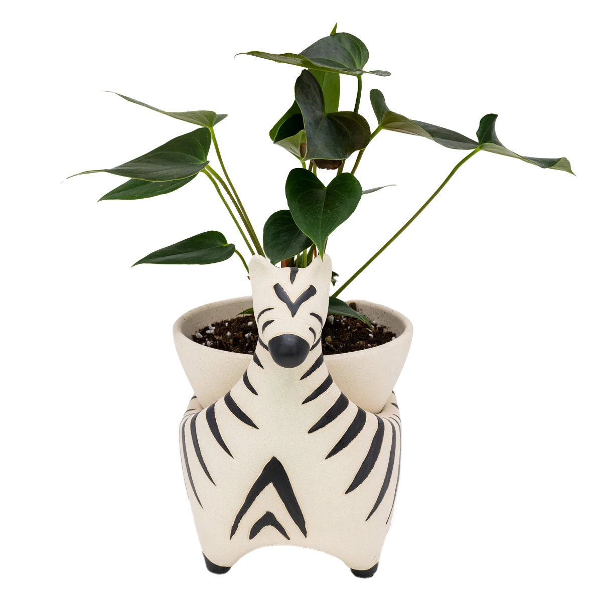 Jungalow® Zebra Savannah Garden Pot By Justina Blakeney™ 9 Jungalow® Zebra Savannah Garden Pot By Justina Blakeney™