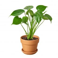 House Plant Dropship Philodendron Monstera Split-Leaf