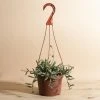 Home Botanicals Fish Hook Hanging Plant