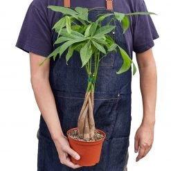 House Plant Dropship Live Plants Money Tree