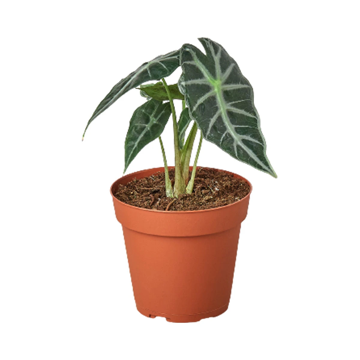 House Plant Dropship Live Plants Alocasia Amazonica 3 House Plant Dropship Live Plants Alocasia Amazonica