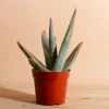 Home Botanicals Aloe Vera Live Plants 1 Home Botanicals Aloe Vera Live Plants
