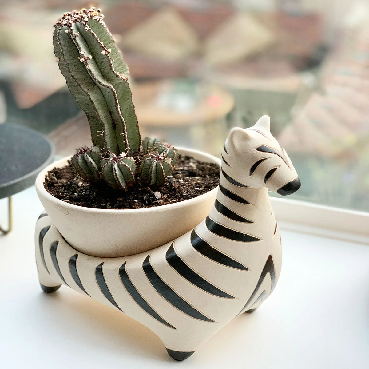 Jungalow® Zebra Savannah Garden Pot By Justina Blakeney™ 4 Jungalow® Zebra Savannah Garden Pot By Justina Blakeney™