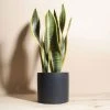 Home Botanicals Snake Plant + Ceramic Black Planter Live Plants 1 Home Botanicals Snake Plant + Ceramic Black Planter Live Plants