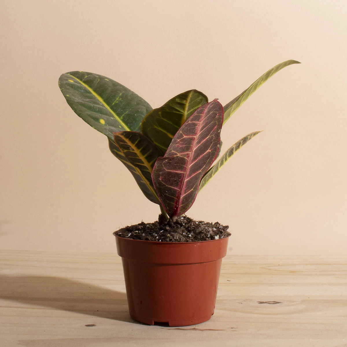 Home Botanicals Live Plants Croton Petra 3 Home Botanicals Live Plants Croton Petra