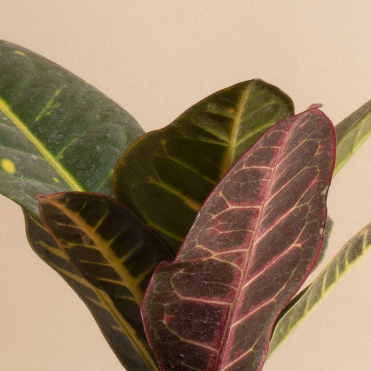 Home Botanicals Live Plants Croton Petra 4 Home Botanicals Live Plants Croton Petra