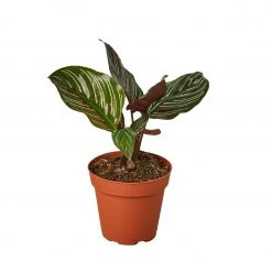House Plant Dropship Calathea Ornata Live Plants 8 House Plant Dropship Calathea Ornata Live Plants