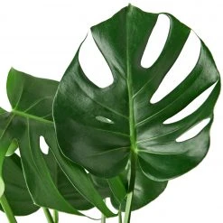 House Plant Dropship Philodendron Monstera Split-Leaf