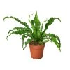 House Plant Dropship Bird’s Nest Fern 1 House Plant Dropship Bird’s Nest Fern