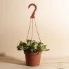 Home Botanicals Trailing Jade Hanging Plant 2 Home Botanicals Trailing Jade Hanging Plant