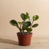 Home Botanicals Peperomia Rubber Live Plants 1 Home Botanicals Peperomia Rubber Live Plants