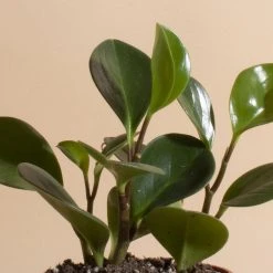 Home Botanicals Peperomia Rubber Live Plants