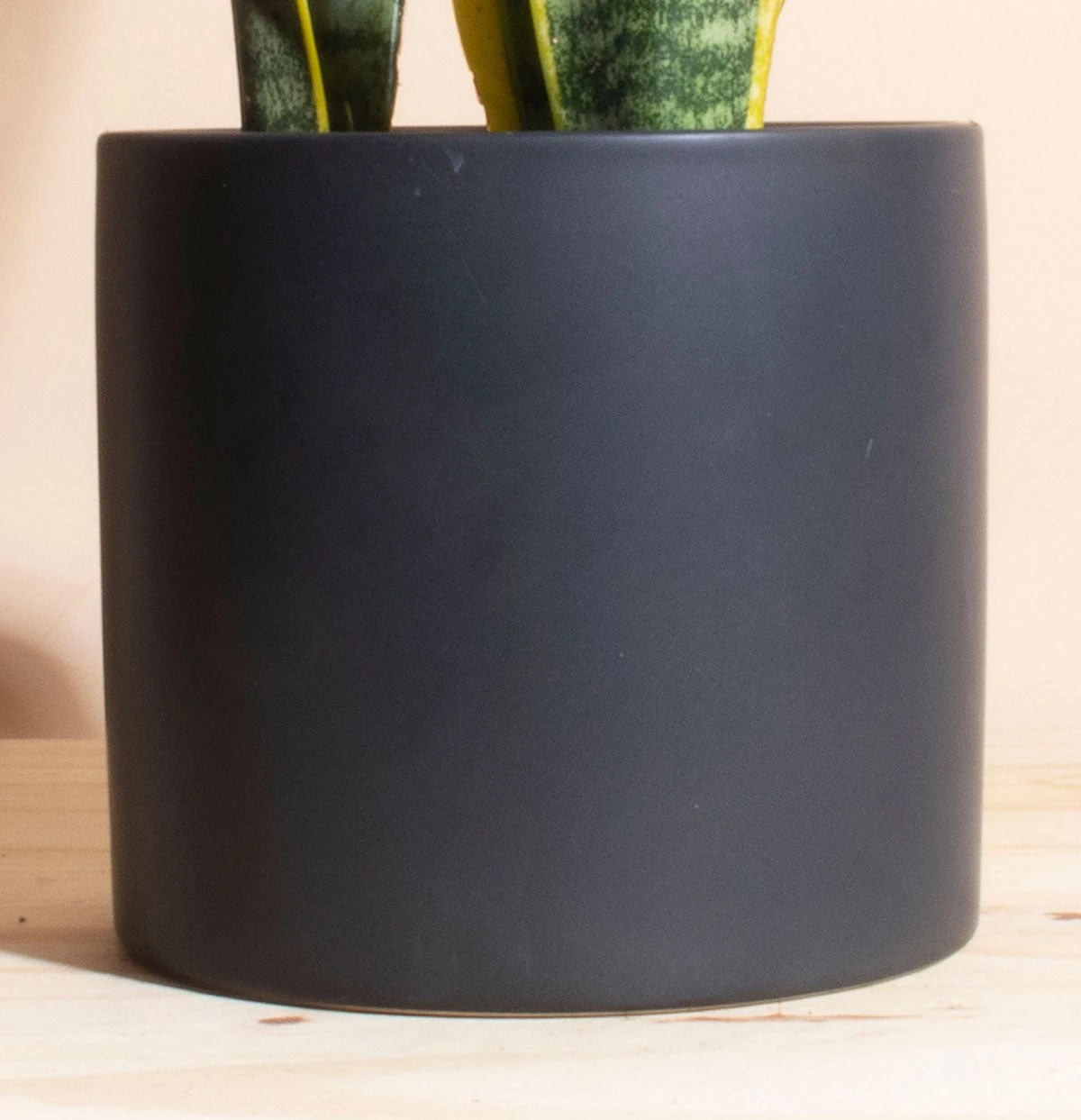 Home Botanicals Snake Plant + Ceramic Black Planter Live Plants 4 Home Botanicals Snake Plant + Ceramic Black Planter Live Plants