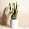 Home Botanicals Live Plants Snake Plant + Ceramic White Planter 2 Home Botanicals Live Plants Snake Plant + Ceramic White Planter