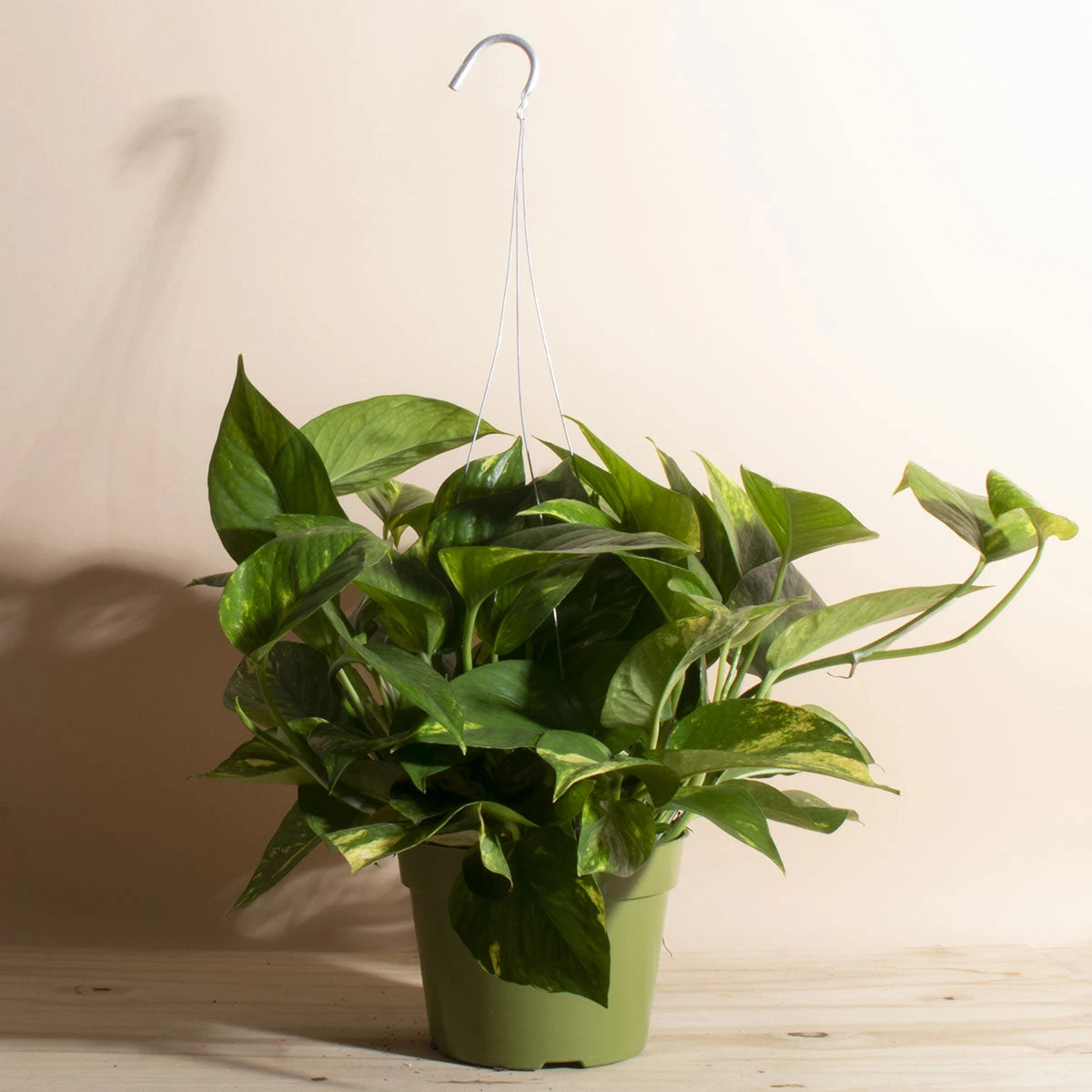 Home Botanicals Hanging Pothos Live Plants 3 Home Botanicals Hanging Pothos Live Plants
