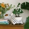 Jungalow® Zebra Savannah Garden Pot By Justina Blakeney™ 2 Jungalow® Zebra Savannah Garden Pot By Justina Blakeney™