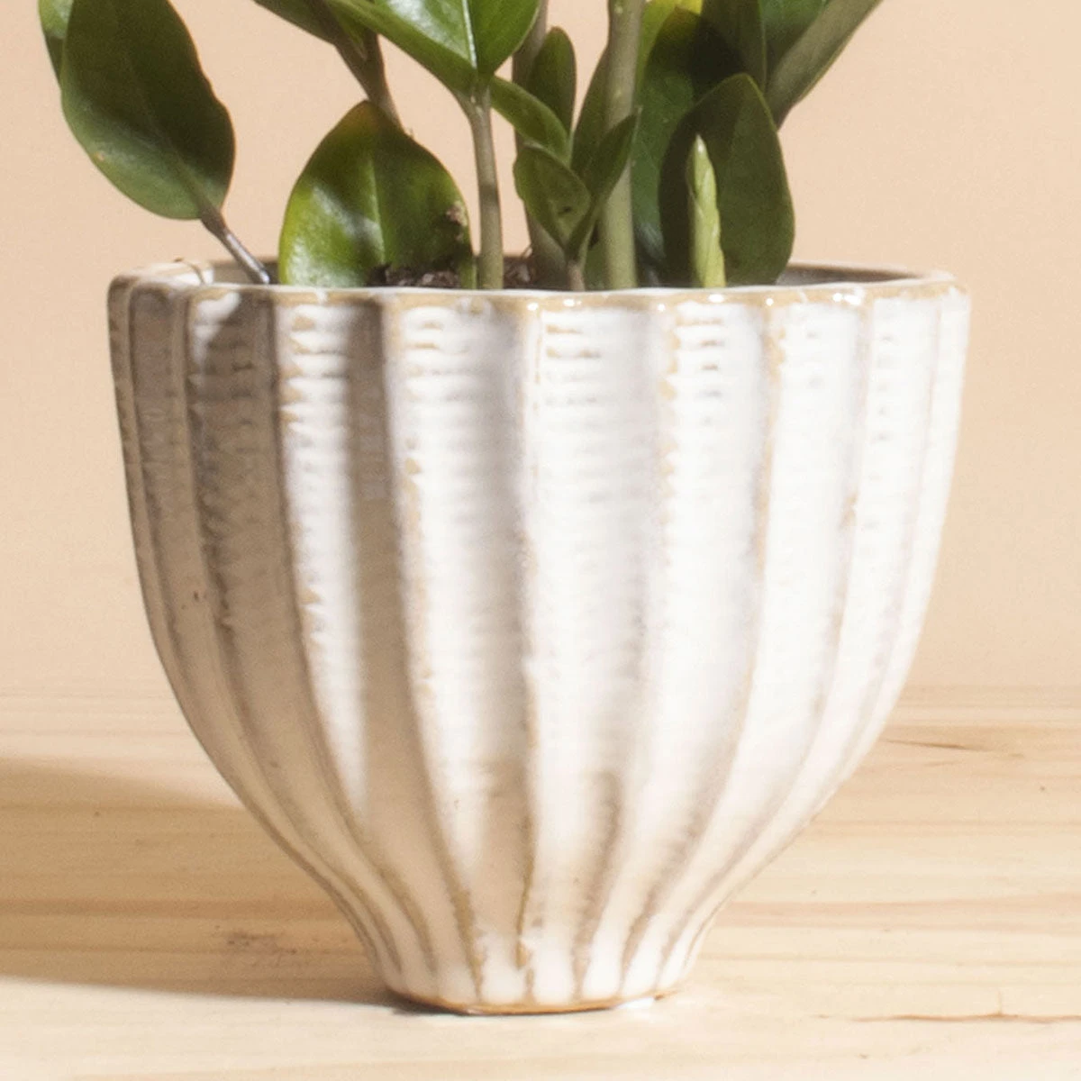 Home Botanicals ZZ Plant + Honeycomb Planter 4 Home Botanicals ZZ Plant + Honeycomb Planter