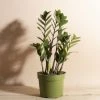 Home Botanicals Live Plants ZZ Plant 2 Home Botanicals Live Plants ZZ Plant