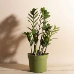 Home Botanicals Live Plants ZZ Plant